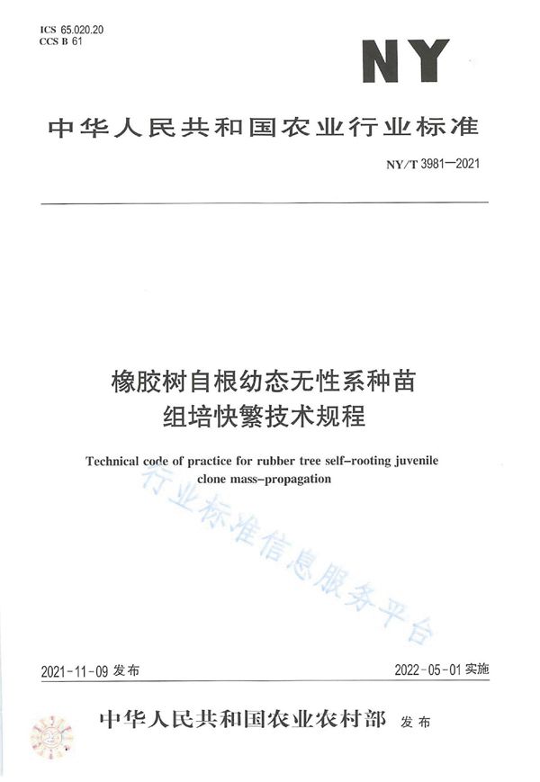 橡胶树自根幼态无性系种苗组培快繁技术规程 (NY/T 3981-2021)